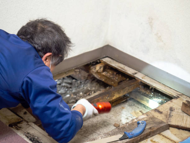 Best Mold Testing and Removal  in Cottleville, MO