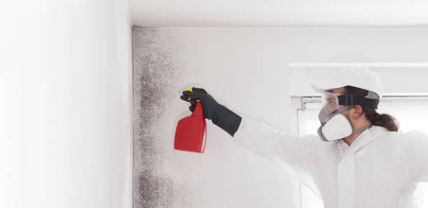 Best Mold Damage Repair  in Cottleville, MO